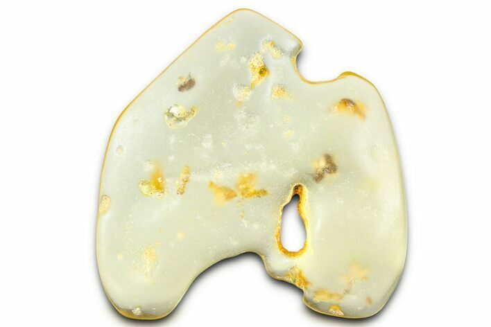 Polished Colombian Copal ( g) - Contains Beetles & Termites #364308